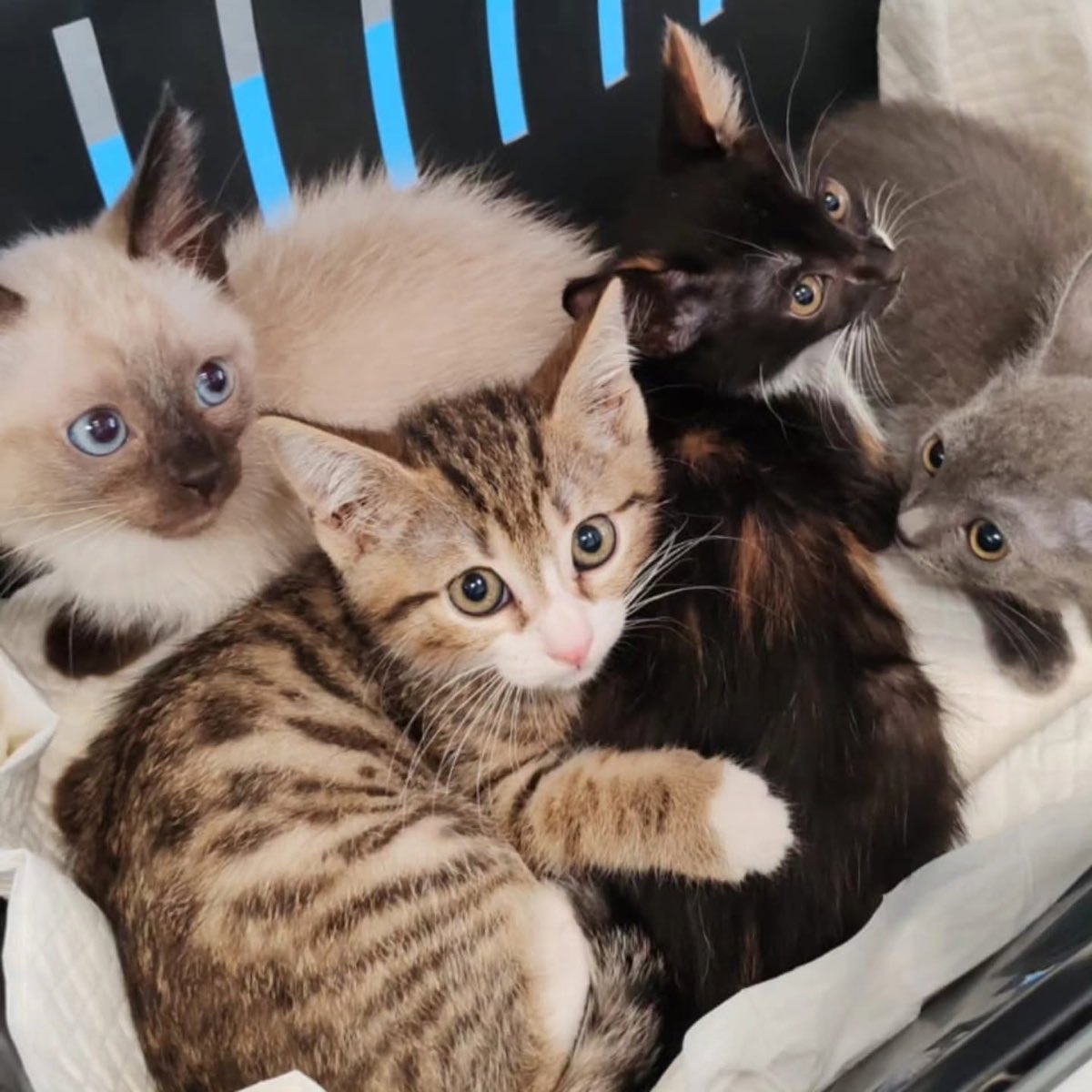 Cinque gattini stretti insieme dentro un trasportino