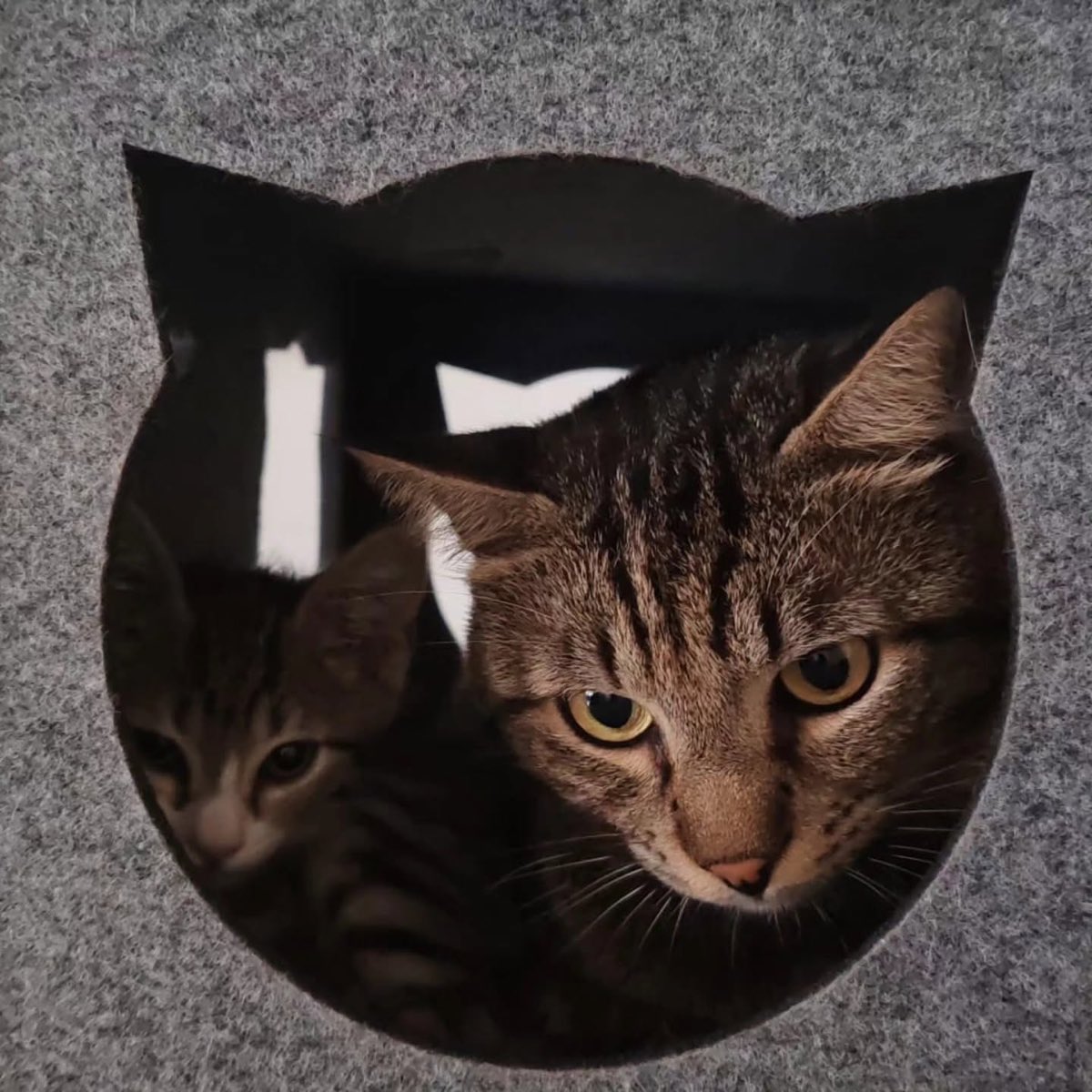 Due gatti tigrati affacciati dall'apertura di una cuccia