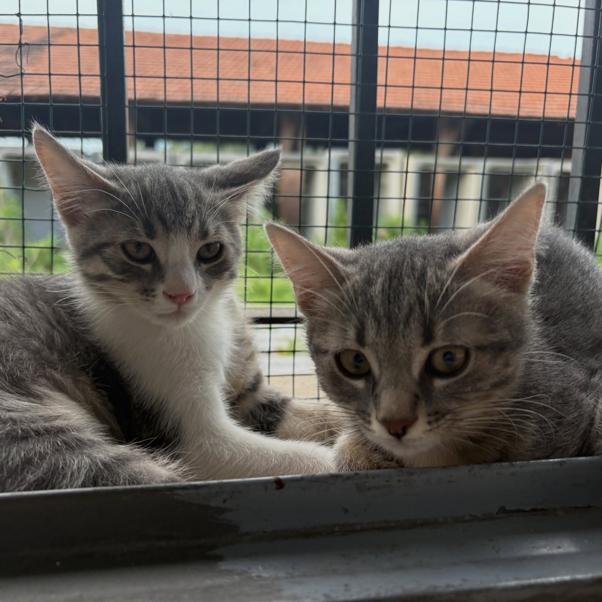 Due gattini grigi affacciati alla rete del giardino