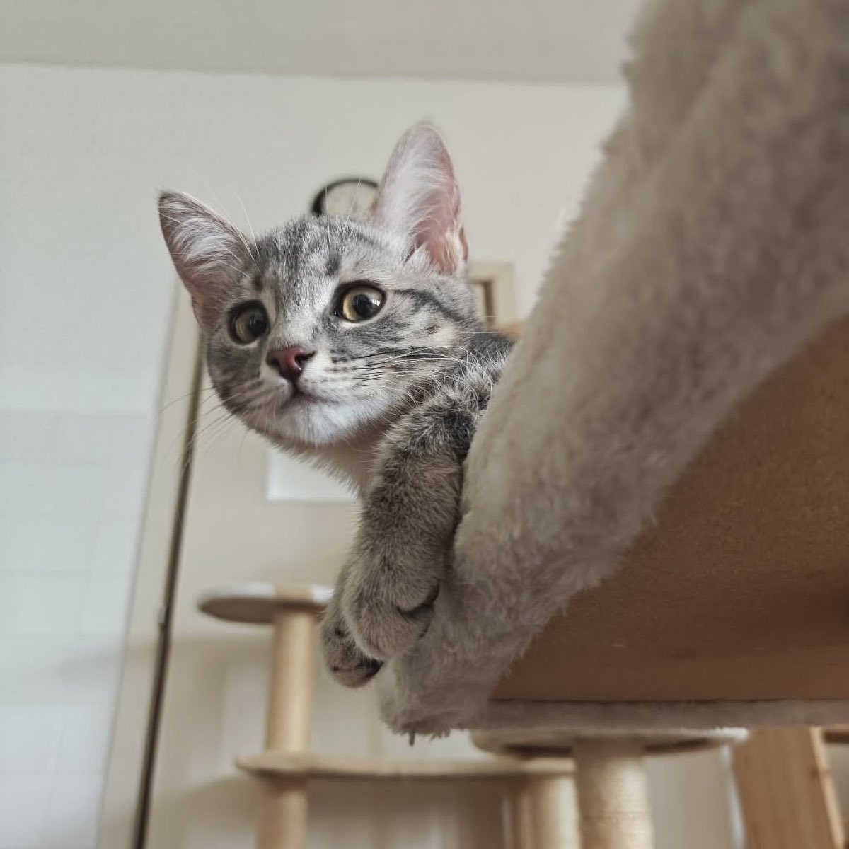 Un gattino grigio si sporge dal ripiano più alto del tiragraffi