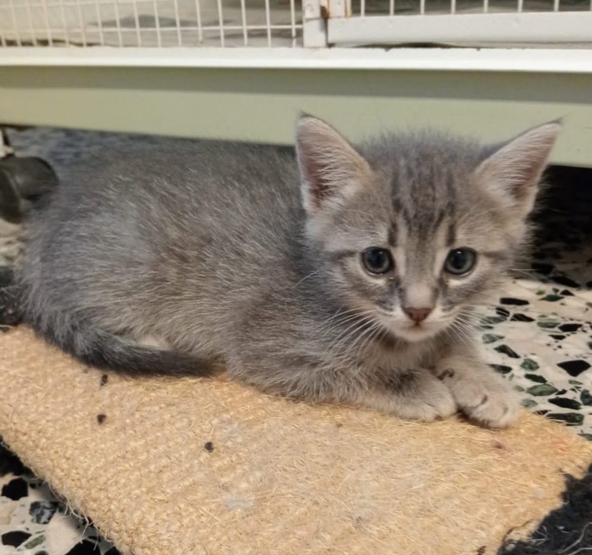 Un gattino grigio sdraiato su un tappetino di iuta