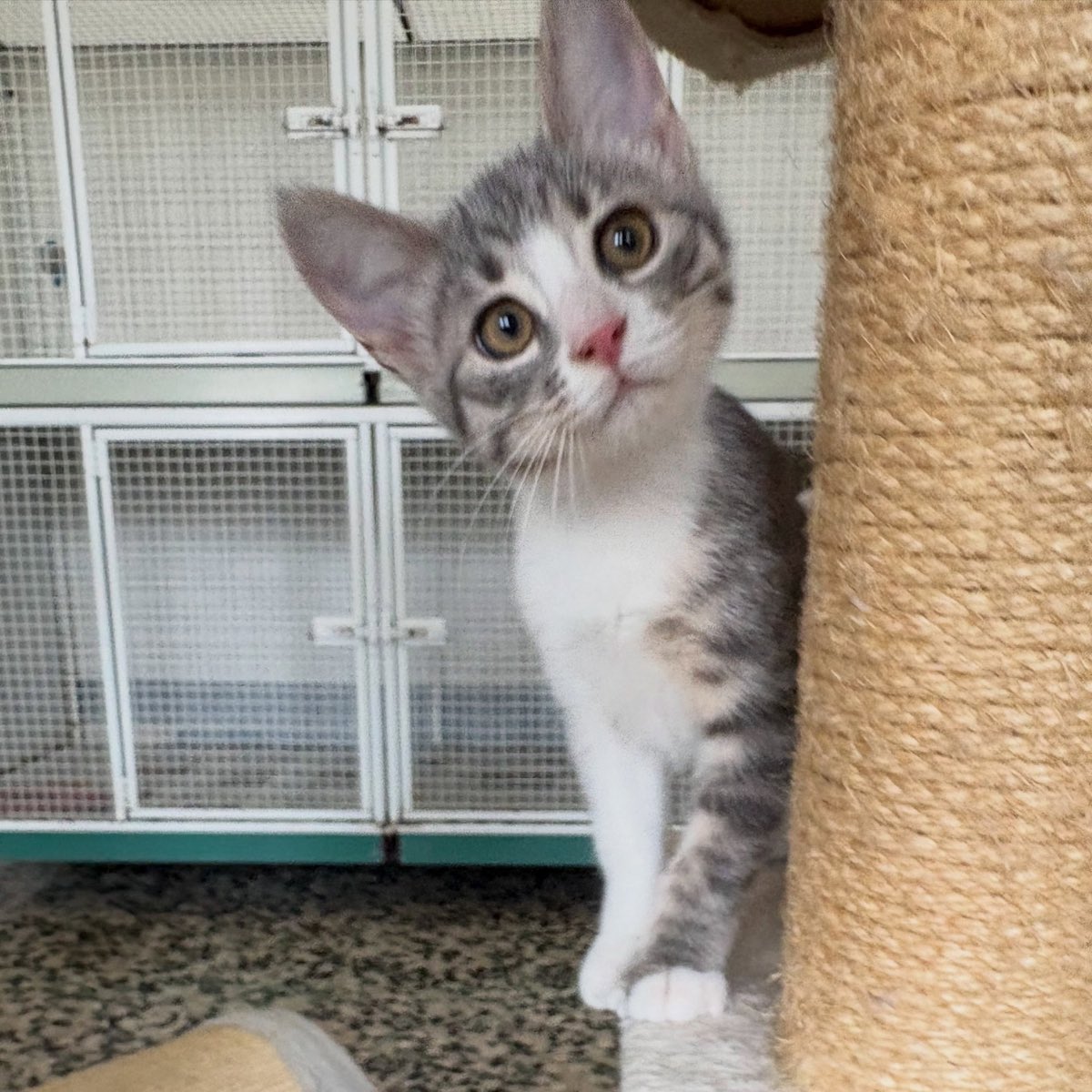 Un gattino grigio e bianco in piedi accanto al tiragraffi