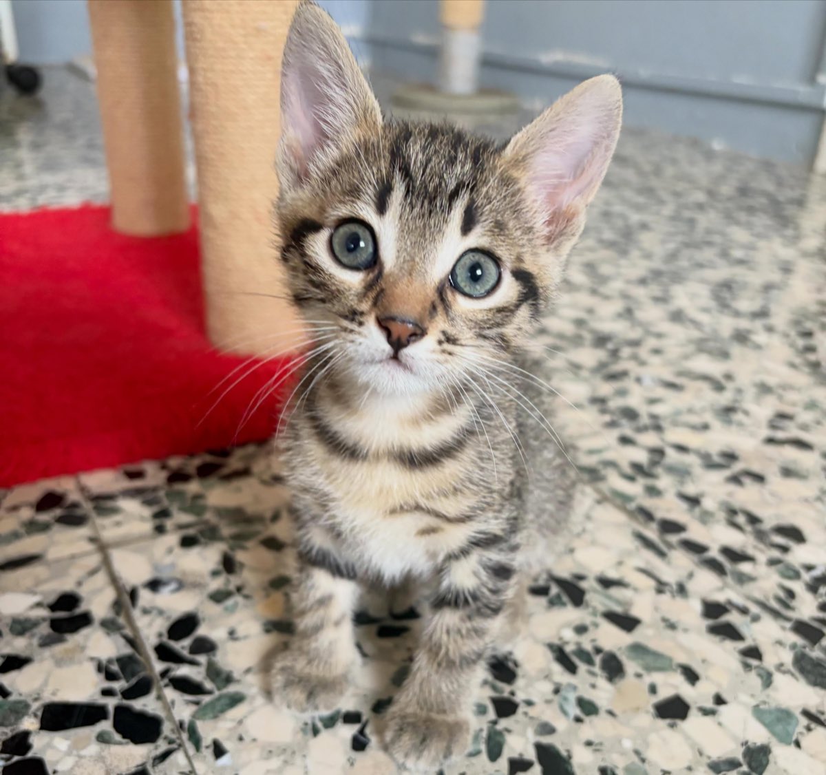 Un gattino tigrato guarda verso l'obiettivo
