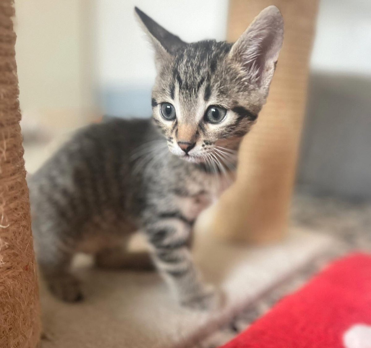 Un gattino tigrato cammina tra le colonne del tiragraffi