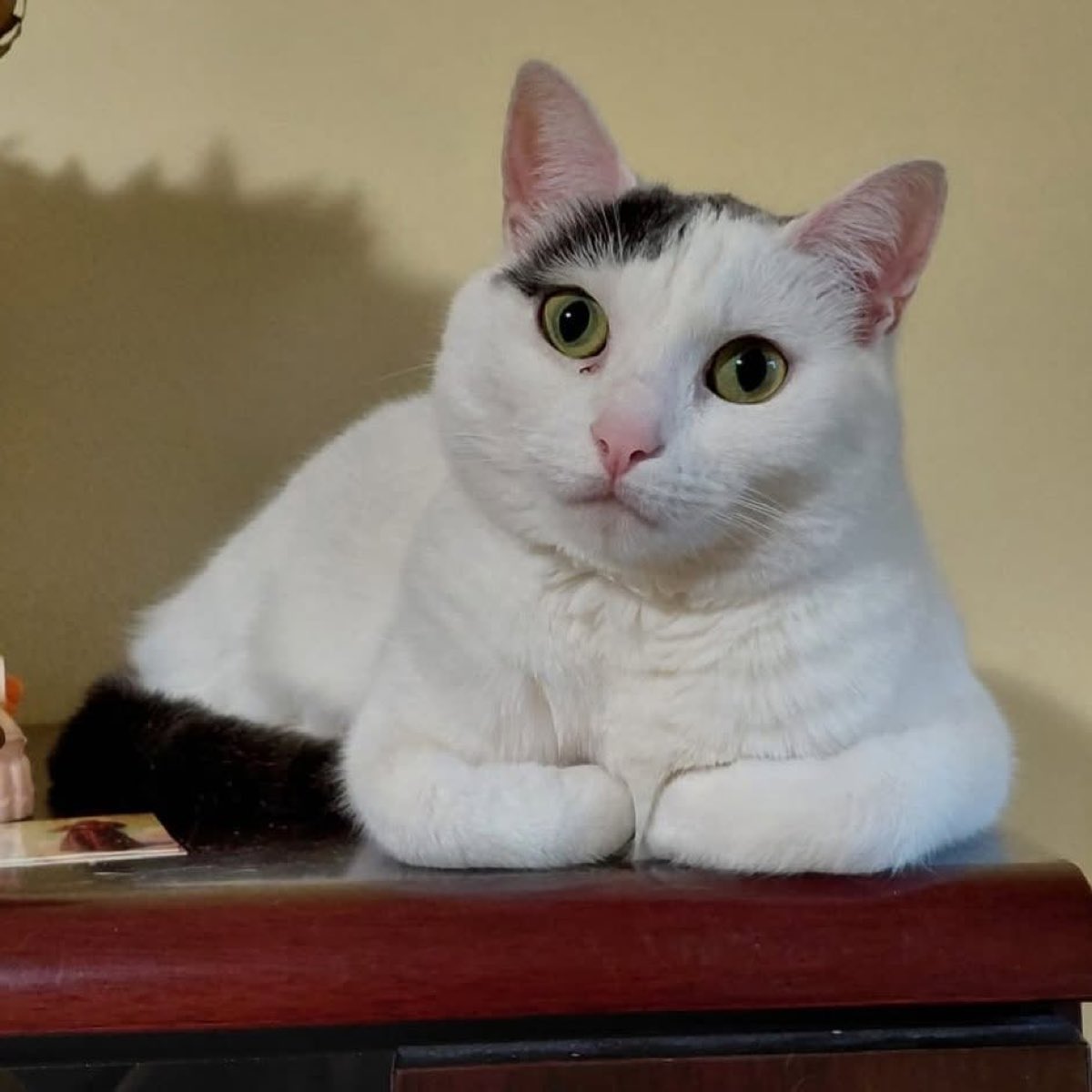 Un gatto bianco e nero adulto accucciato su un mobile